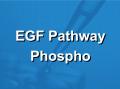 EGF信号通路磷酸化抗体芯片（PEG214）