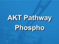 AKT信号通路磷酸化抗体芯片  （PAA137）