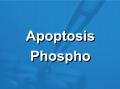 Apoptosis凋亡信号通路磷酸化抗体芯片（PAP247）