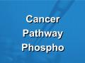 肿瘤信号通路磷酸化广谱筛选抗体芯片（CSP100）