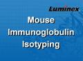 Luminex 小鼠免疫球蛋白亚型 液相悬浮芯片