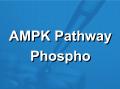 AMPK信号通路磷酸化抗体芯片（PAM174）
