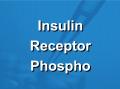 胰岛素受体信号通路磷酸化抗体芯片（PIG219）