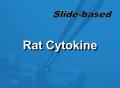 大鼠细胞因子抗体芯片 (QAR-CYT-1、QAR-CYT-2、QAR-CYT-3）