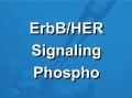 ErbB信号通路磷酸化抗体芯片（PER239）