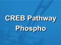 CREB信号通路磷酸化抗体芯片（PCR174）