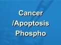 Cancer/Apoptosis肿瘤凋亡磷酸化抗体芯片(PAC155)