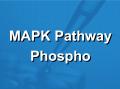 MAPK信号通路磷酸化抗体芯片（PMK185）